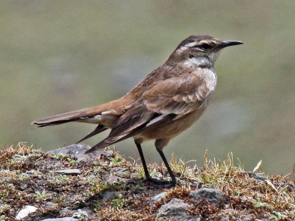 乳白翅抖尾地雀 / Cream-winged Cinclodes / Cinclodes albiventris