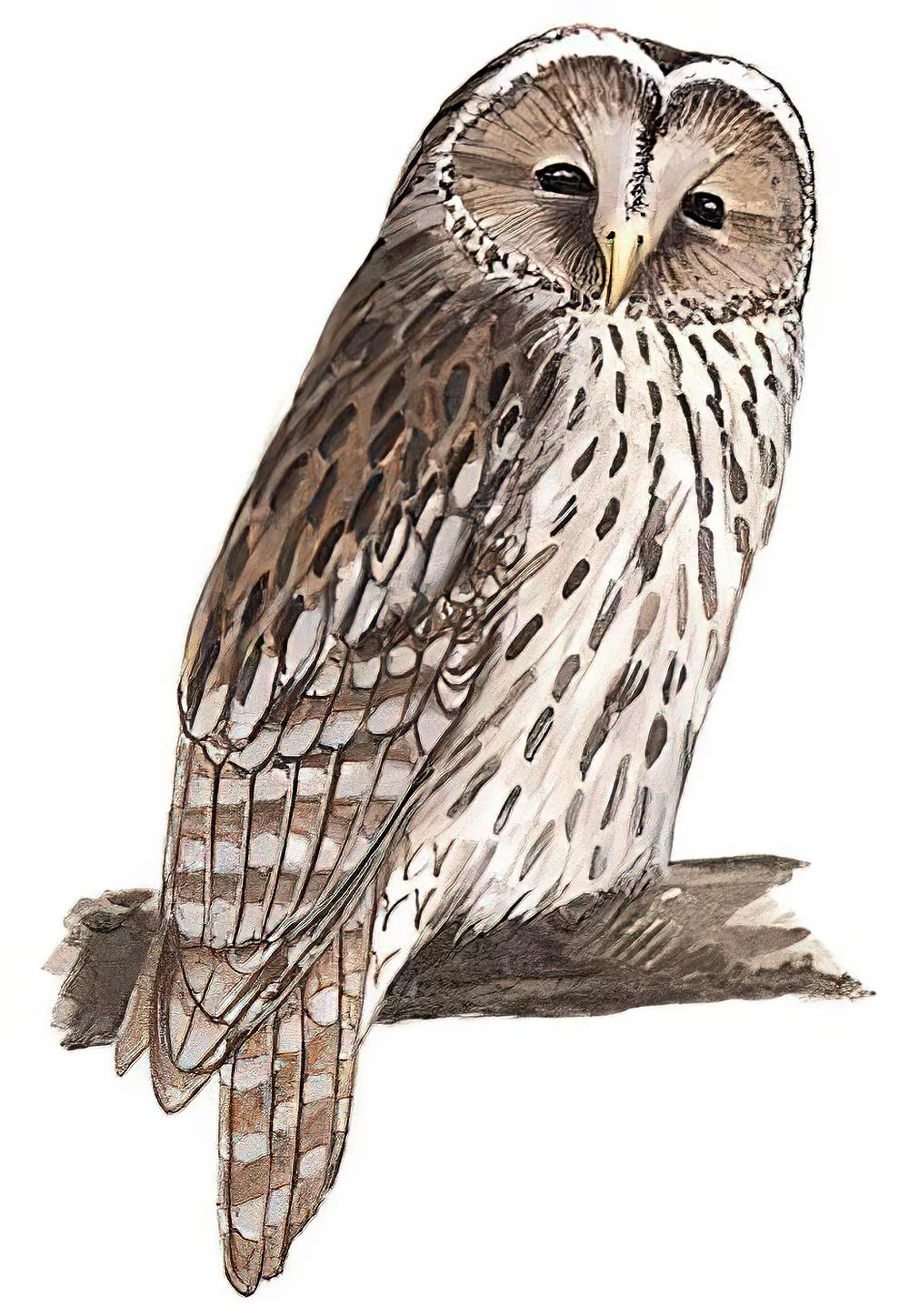 四川林鸮 / Pere David\'s Owl / Strix davidi