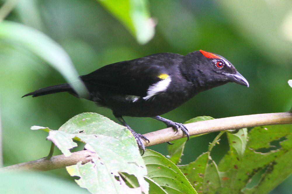 红眉唐纳雀 / Scarlet-browed Tanager / Heterospingus xanthopygius
