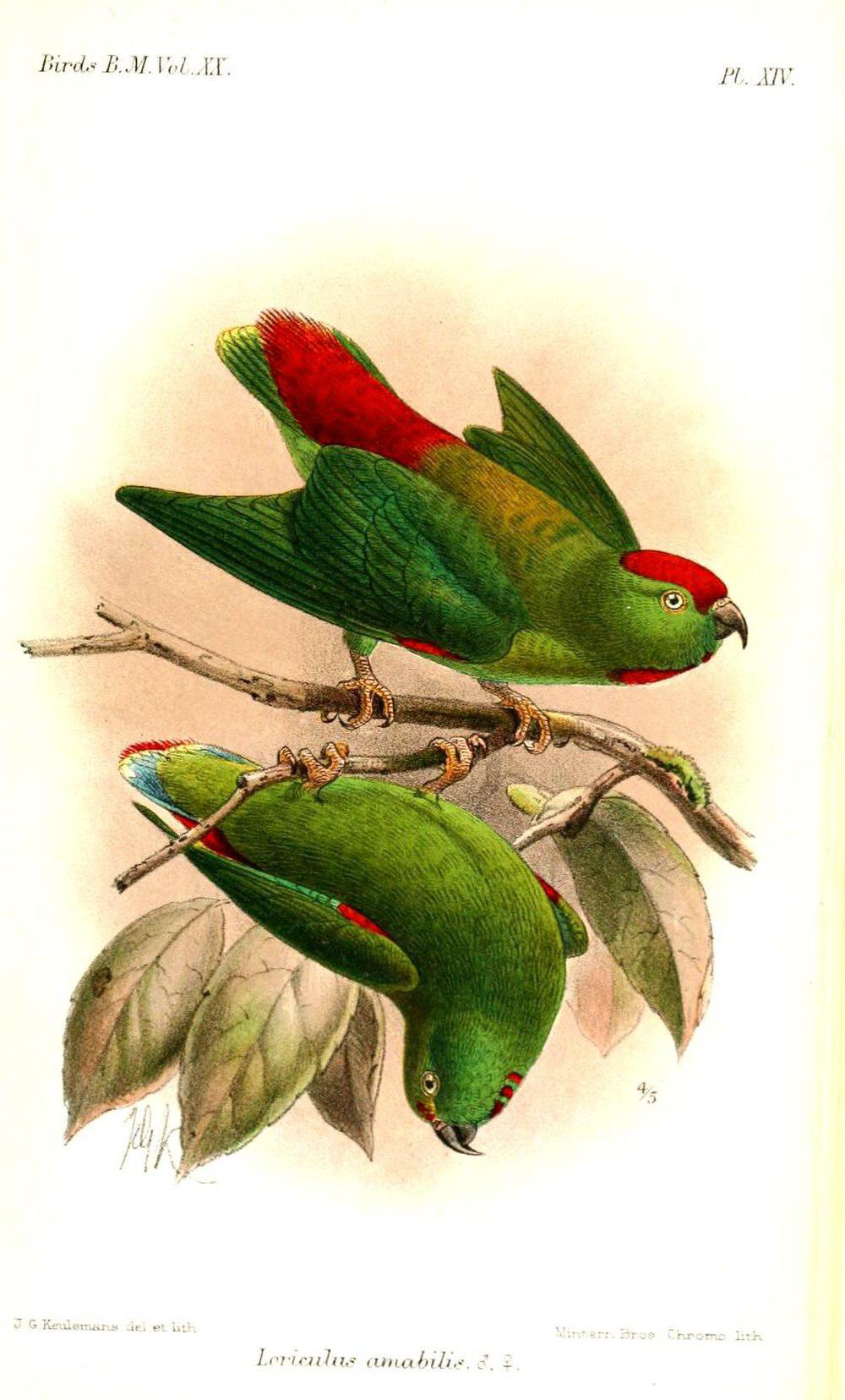 摩鹿加短尾鹦鹉 / Moluccan Hanging Parrot / Loriculus amabilis