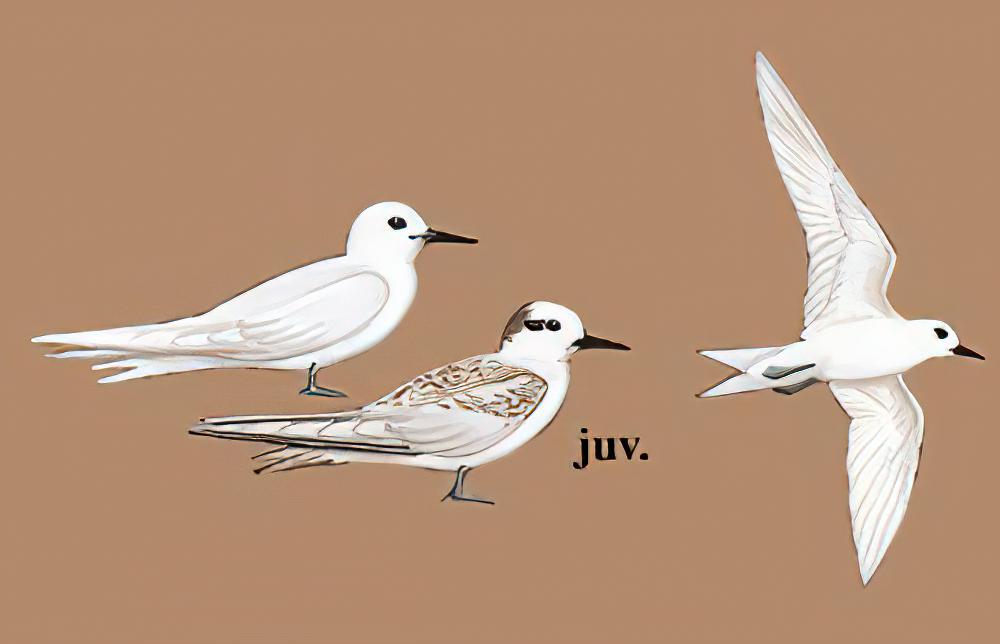 白燕鸥 / White Tern / Gygis alba