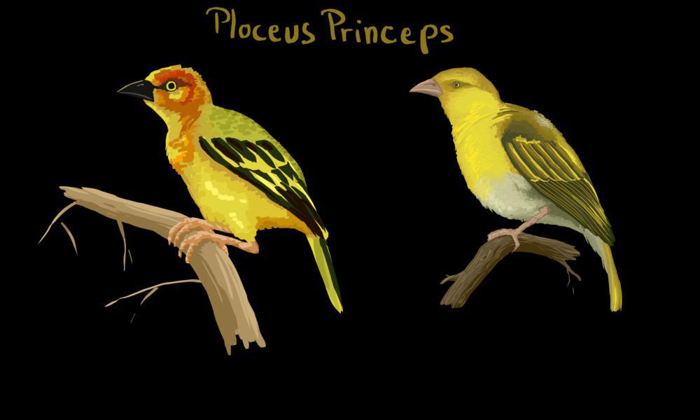 普岛金织雀 / Principe Weaver / Ploceus princeps