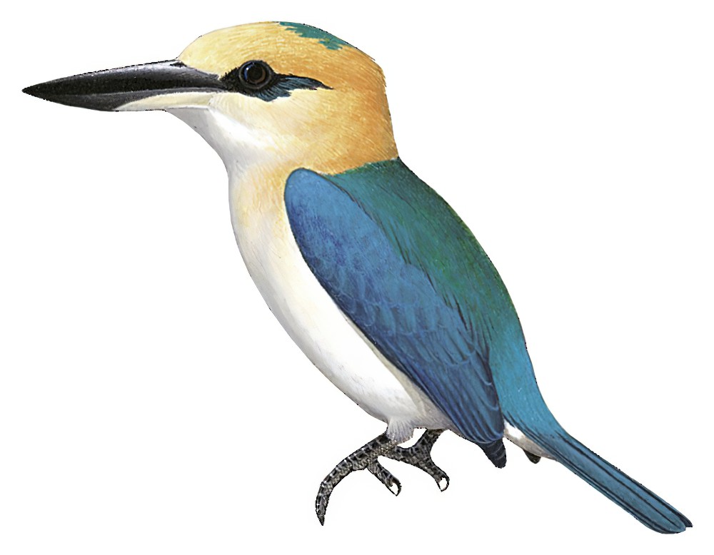 尼澳岛翡翠 / Niau Kingfisher / Todiramphus gertrudae