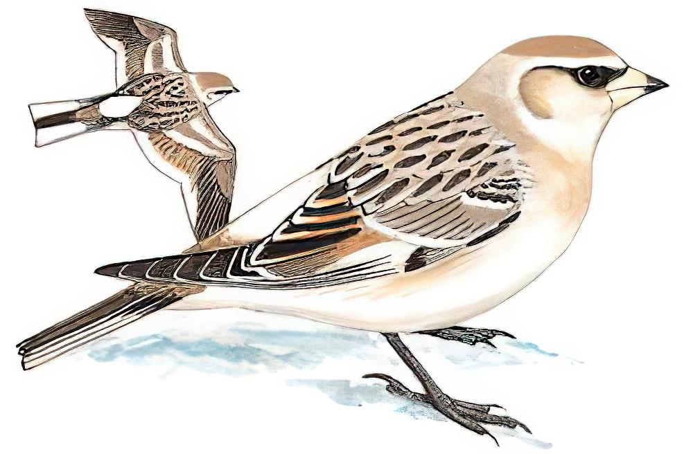 白腰雪雀 / White-rumped Snowfinch / Onychostruthus taczanowskii