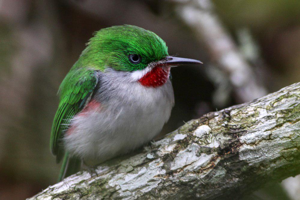 狭嘴短尾鴗 / Narrow-billed Tody / Todus angustirostris