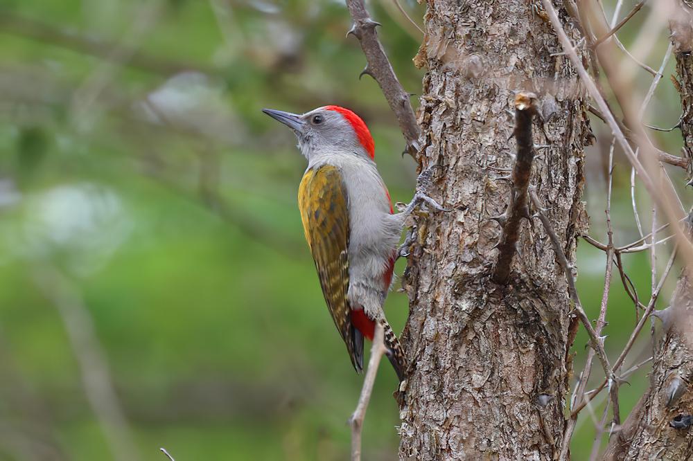 灰啄木 / African Grey Woodpecker / Dendropicos goertae