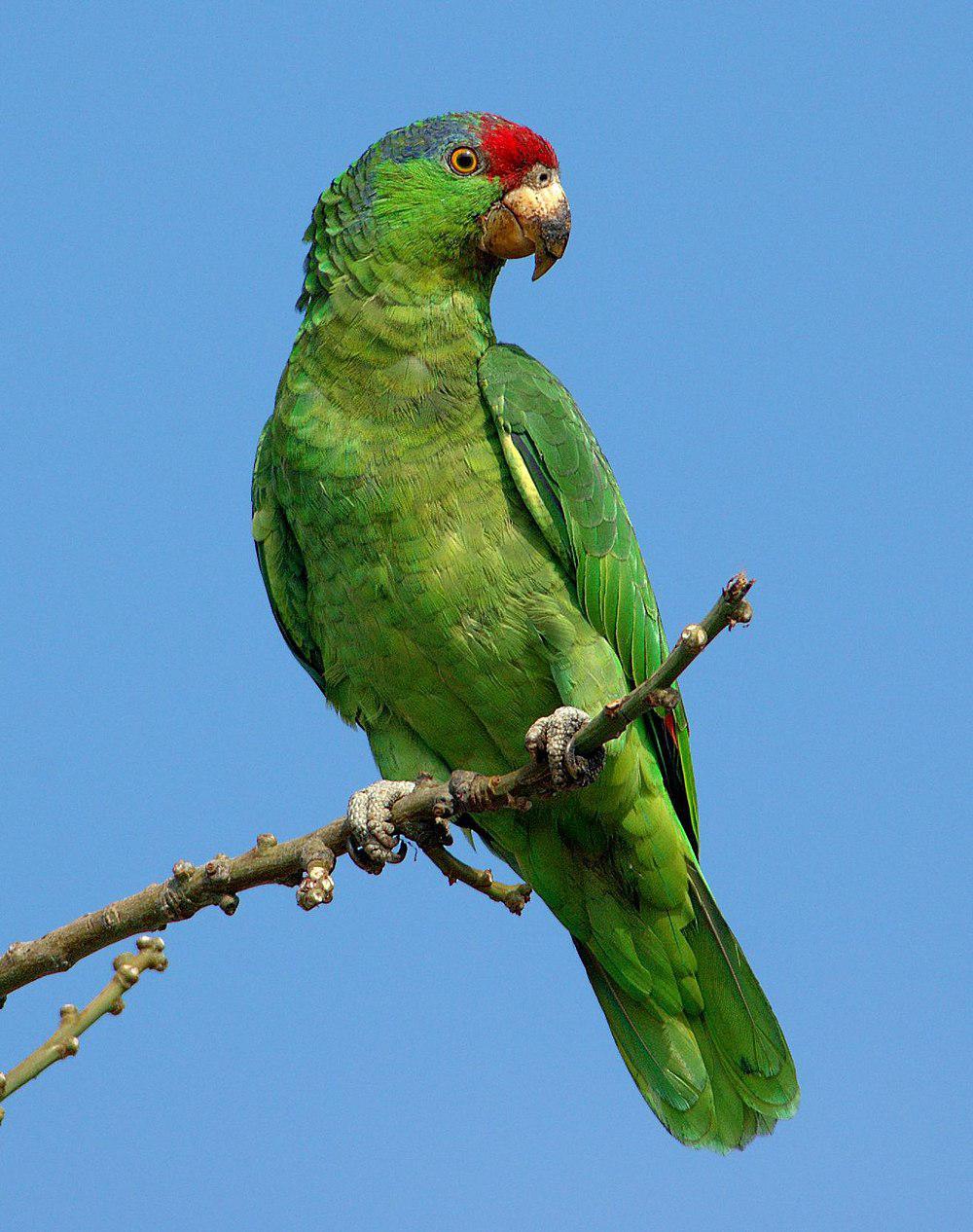 红冠鹦哥 / Red-crowned Amazon / Amazona viridigenalis