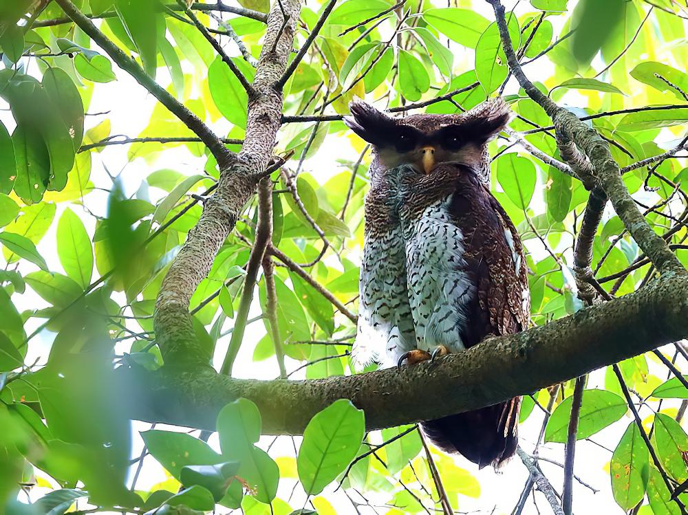 马来雕鸮 / Barred Eagle-Owl / Bubo sumatranus
