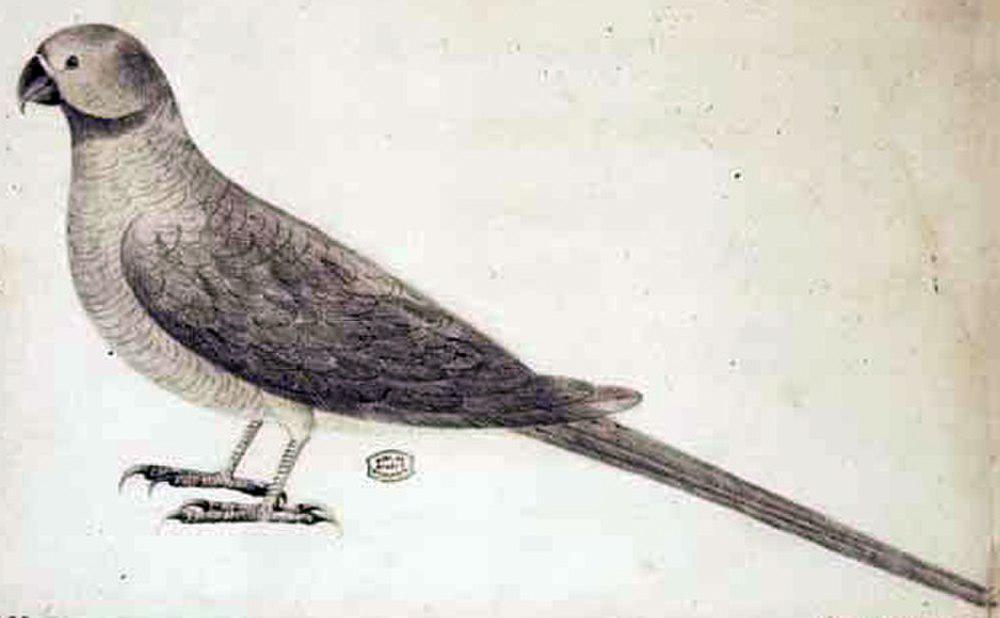 牛顿鹦鹉 / Newton\'s Parakeet / Psittacula exsul