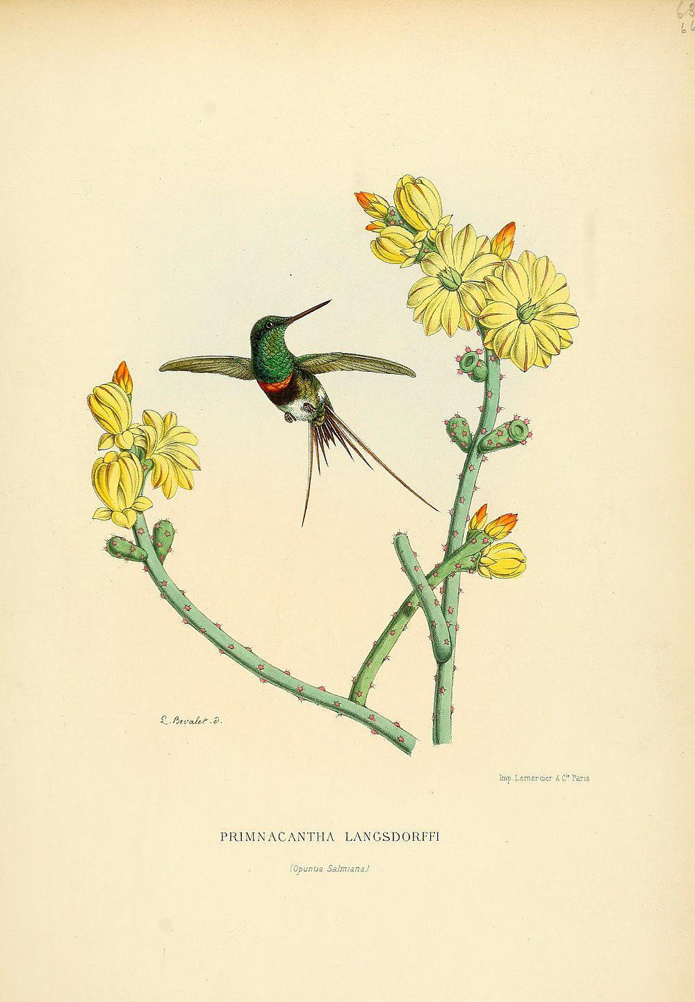 黑腹刺尾蜂鸟 / Black-bellied Thorntail / Discosura langsdorffi