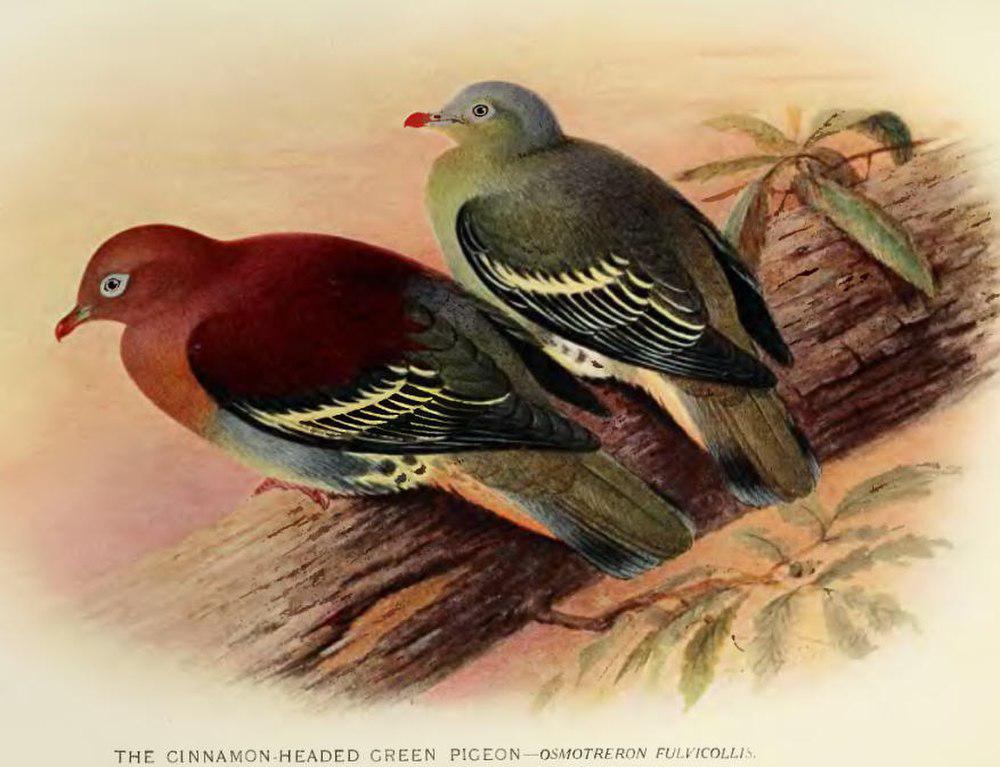 棕头绿鸠 / Cinnamon-headed Green Pigeon / Treron fulvicollis