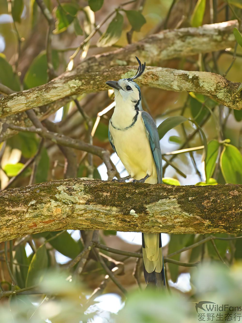 白喉鹊鸦 / White-throated Magpie-Jay / Calocitta formosa