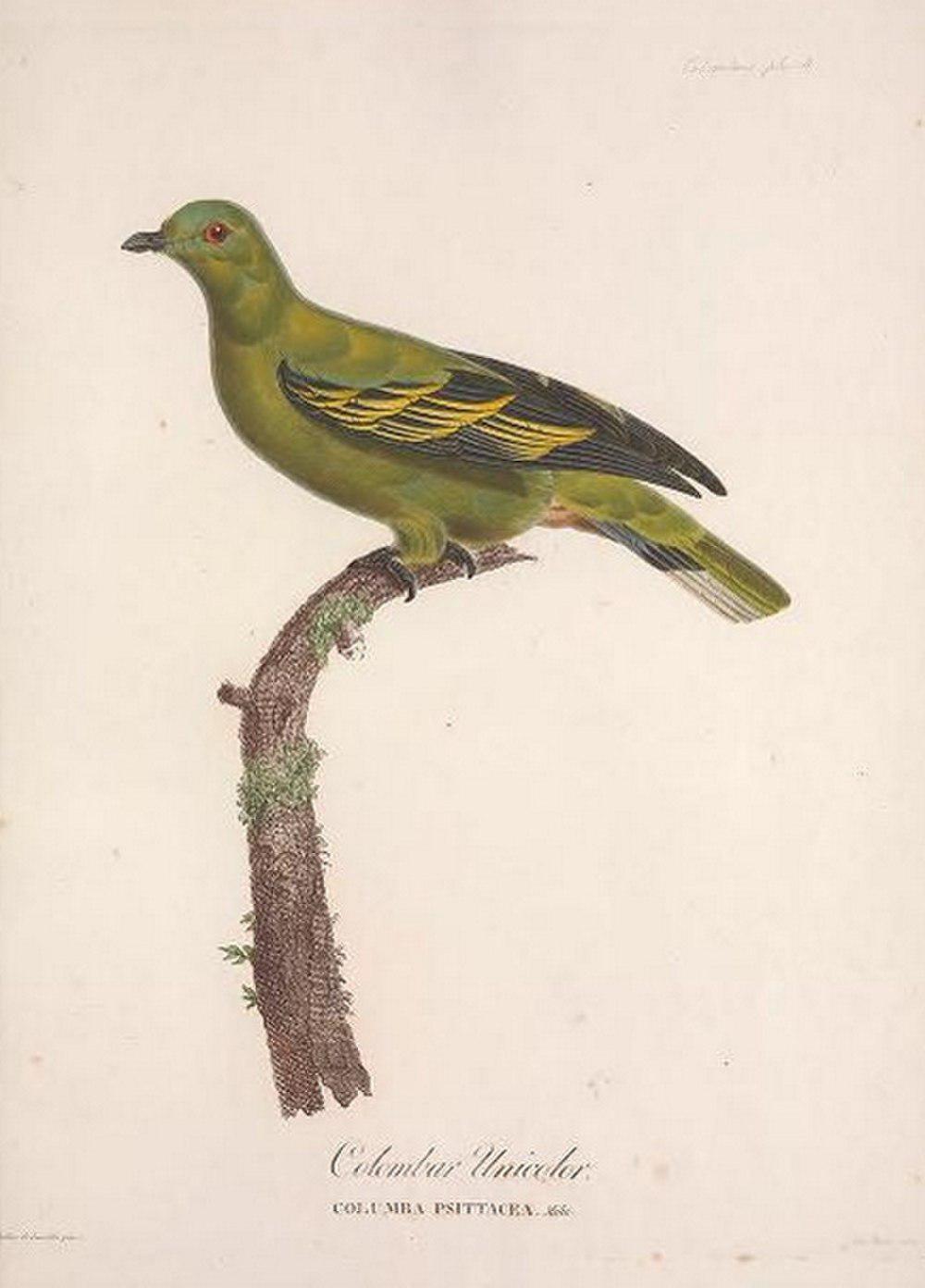 帝汶绿鸠 / Timor Green Pigeon / Treron psittaceus