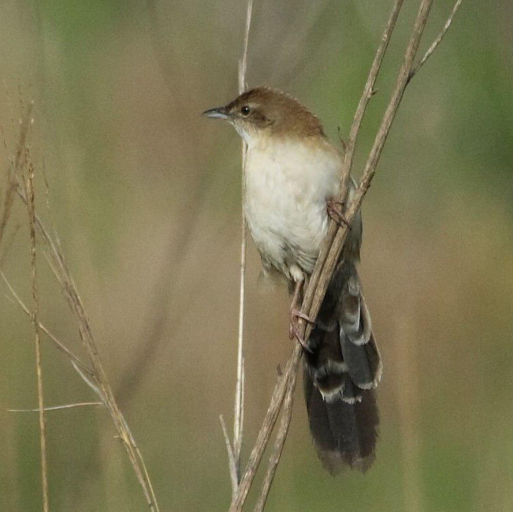 扇尾芦莺 / Fan-tailed Grassbird / Catriscus brevirostris