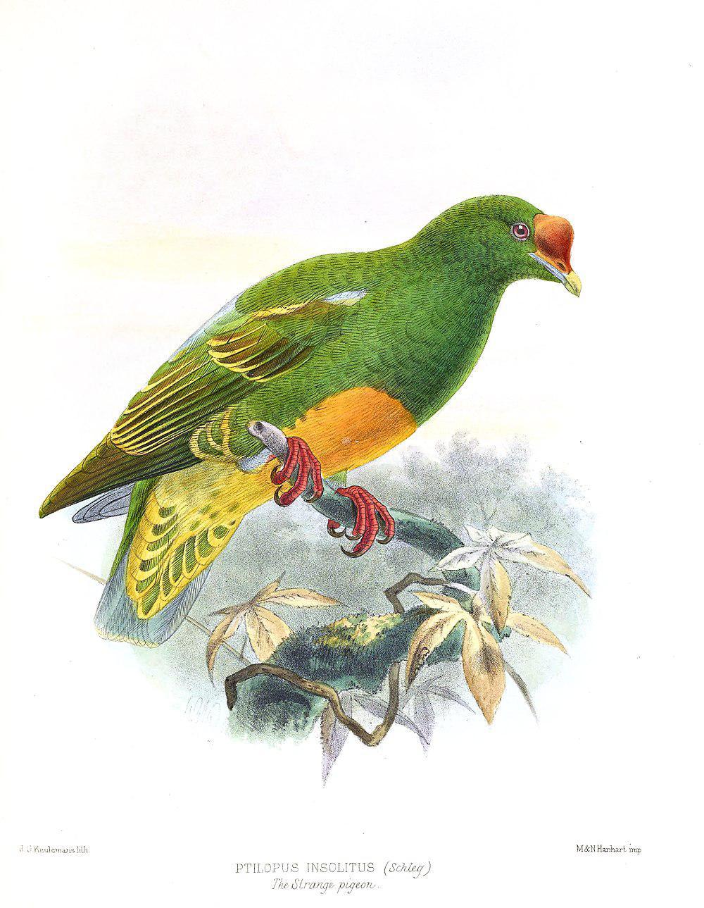瘤鼻果鸠 / Knob-billed Fruit Dove / Ptilinopus insolitus