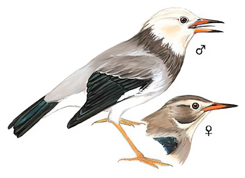 丝光椋鸟 / Red-billed Starling / Spodiopsar sericeus