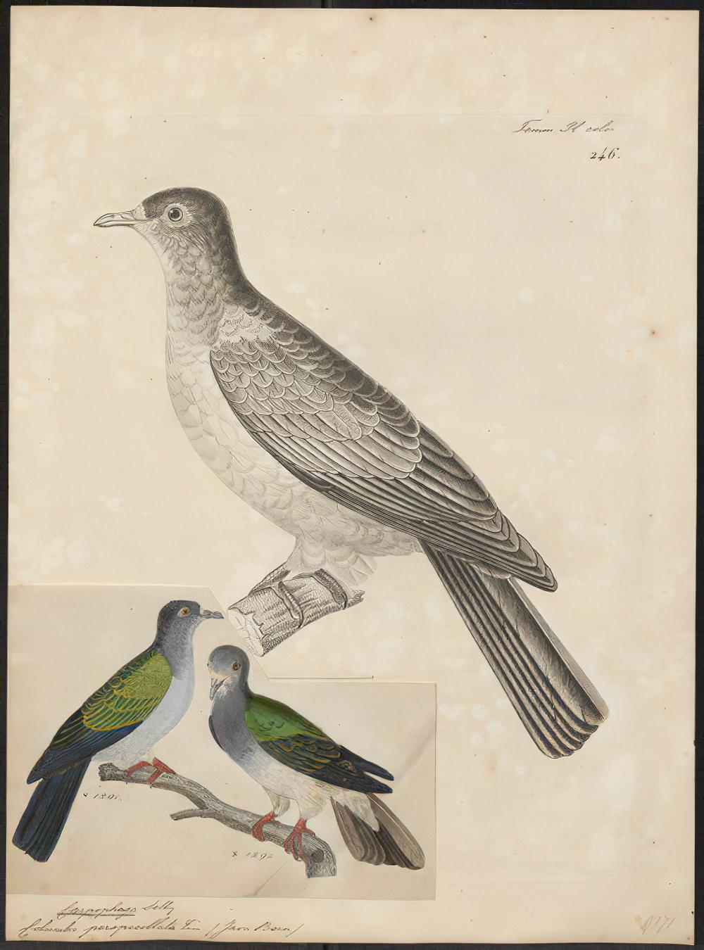 白眼皇鸠 / Spectacled Imperial Pigeon / Ducula perspicillata