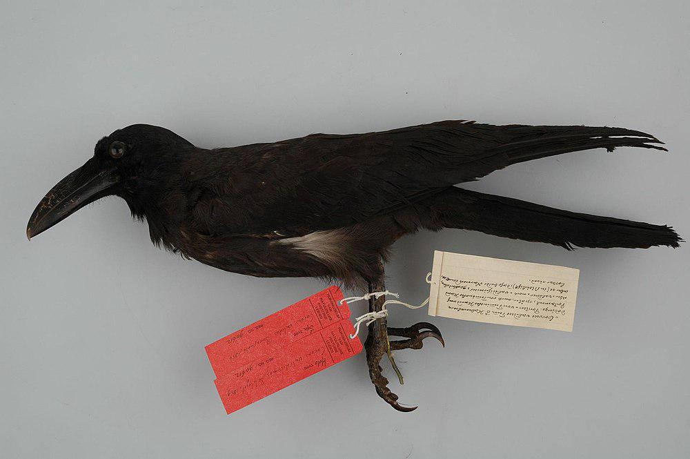 长嘴乌鸦 / Long-billed Crow / Corvus validus