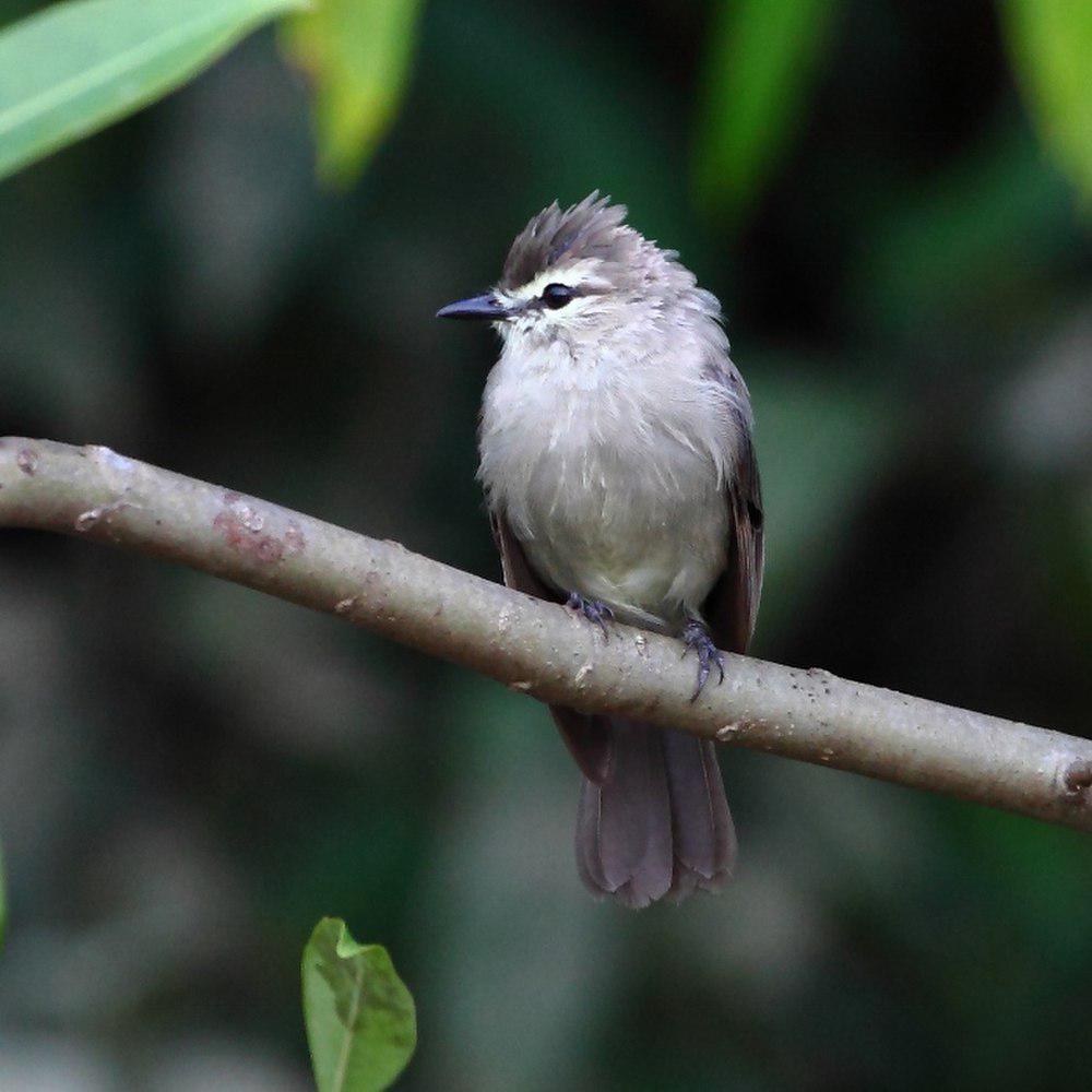 淡褐唧霸鹟 / Drab Water Tyrant / Ochthornis littoralis