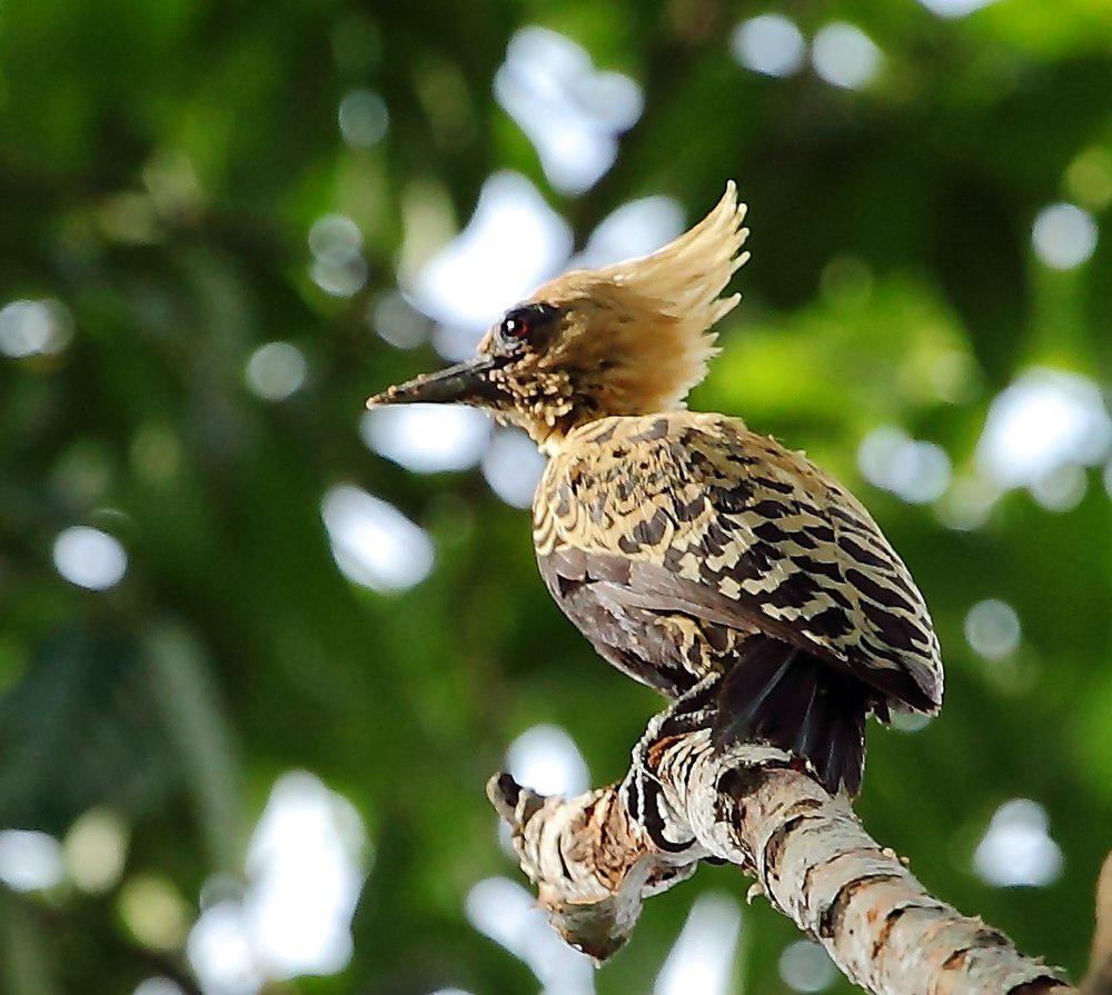 赭背啄木鸟 / Ochre-backed Woodpecker / Celeus ochraceus
