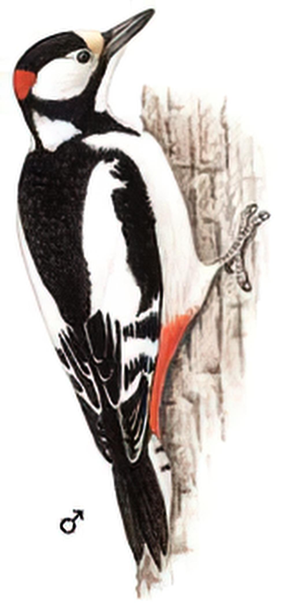 白翅啄木鸟 / White-winged Woodpecker / Dendrocopos leucopterus