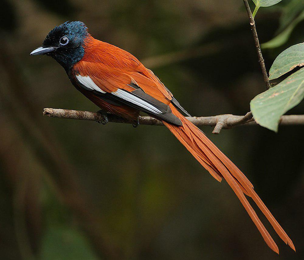 红腹寿带 / Red-bellied Paradise Flycatcher / Terpsiphone rufiventer