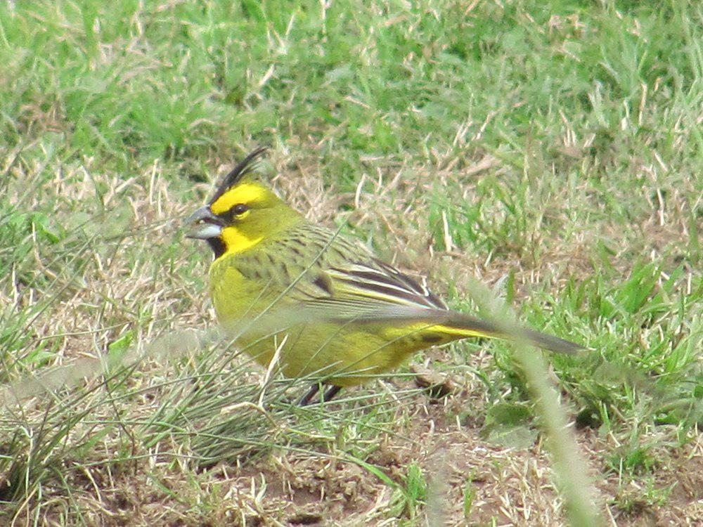 黑冠黄雀鹀 / Yellow Cardinal / Gubernatrix cristata