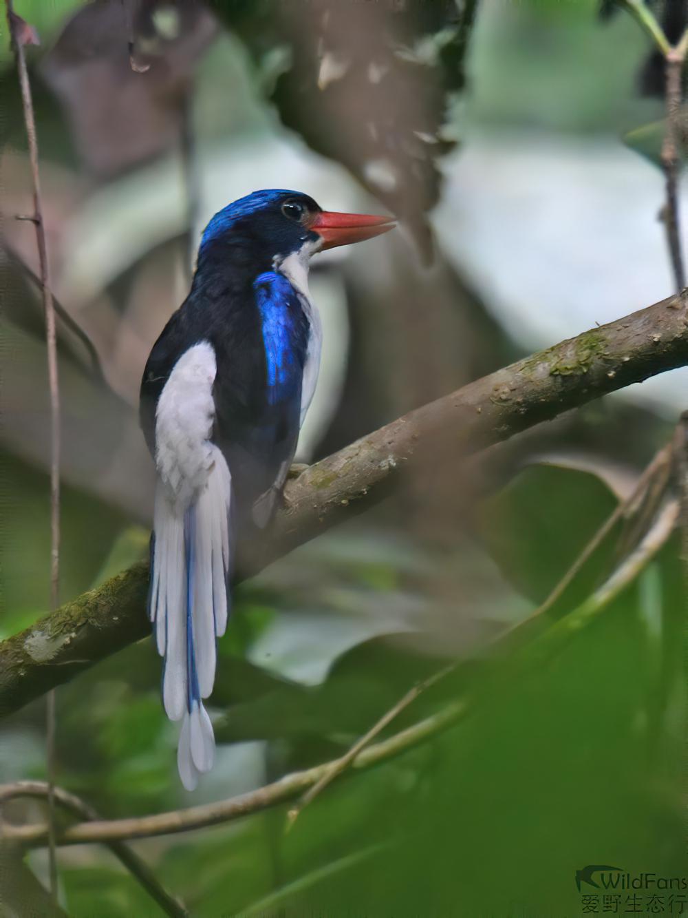 普通仙翡翠 / Common Paradise Kingfisher / Tanysiptera galatea