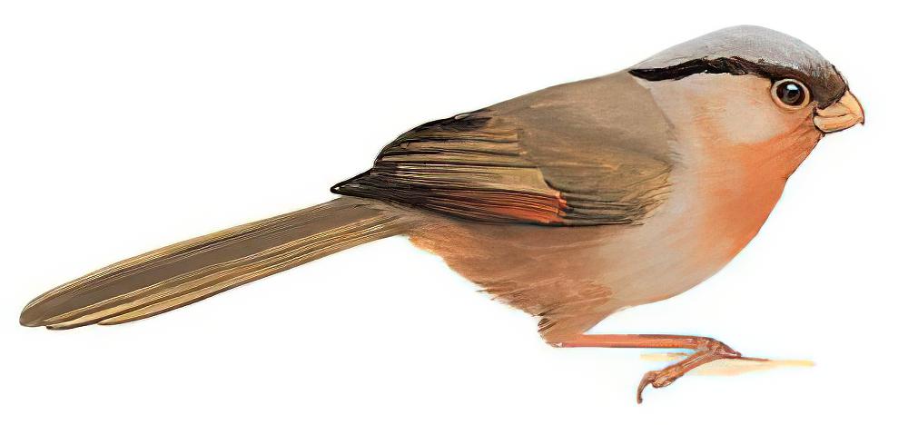 灰冠鸦雀 / Przevalski\'s Parrotbill / Sinosuthora przewalskii