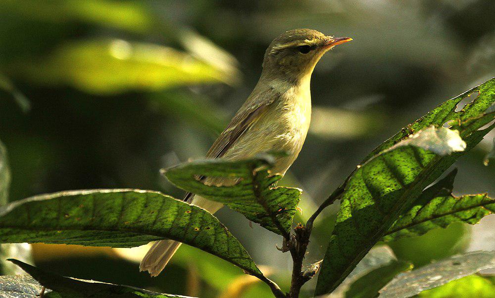 绿柳莺 / Green Warbler / Phylloscopus nitidus