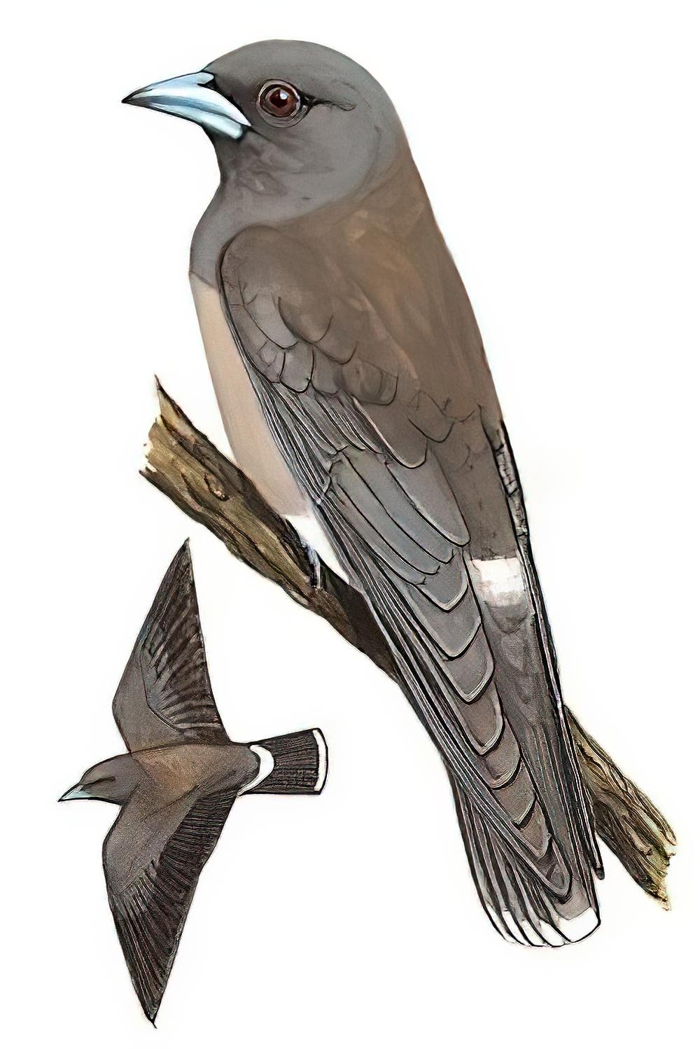 灰燕鵙 / Ashy Woodswallow / Artamus fuscus