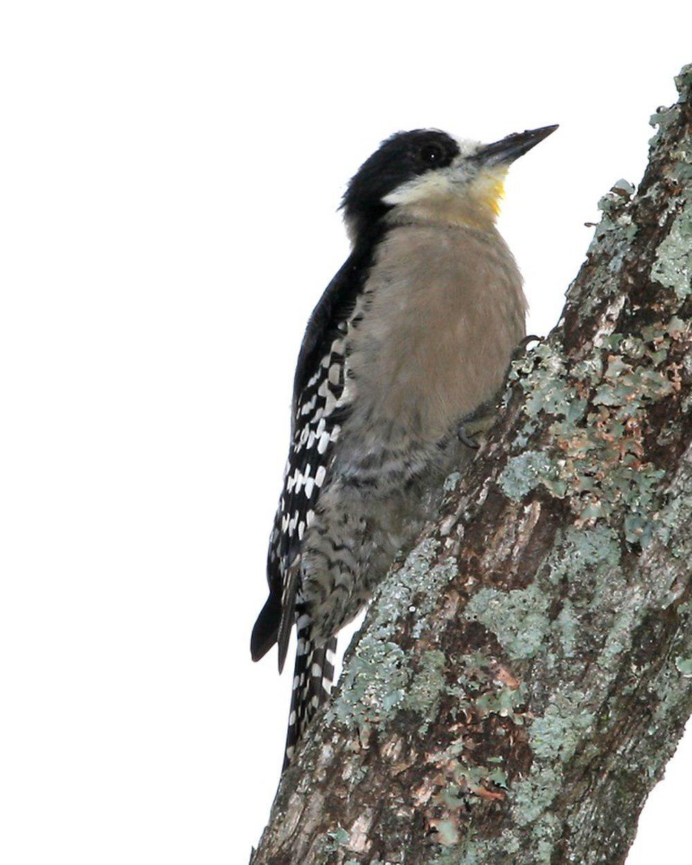 白额啄木鸟 / White-fronted Woodpecker / Melanerpes cactorum