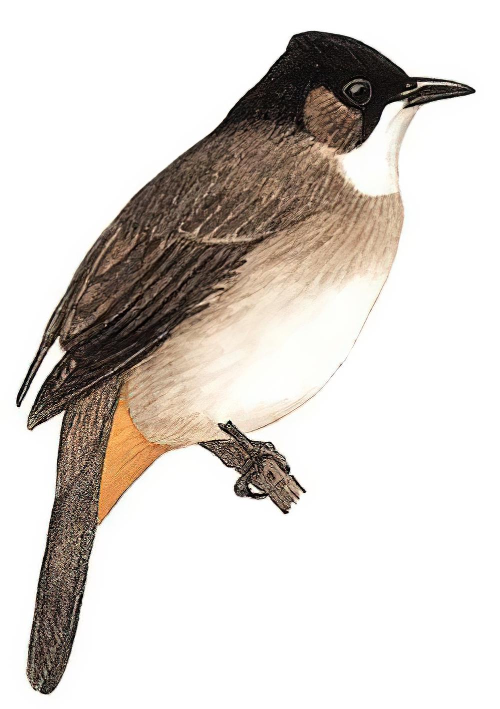黄臀鹎 / Brown-breasted Bulbul / Pycnonotus xanthorrhous