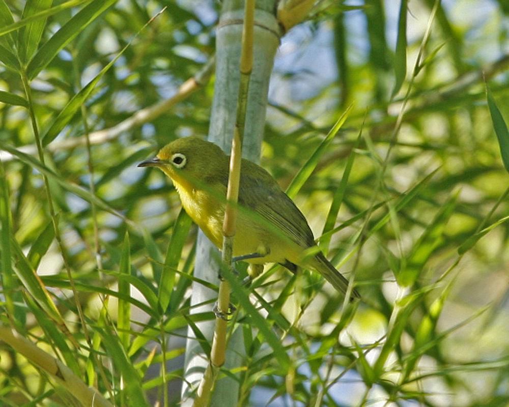 红树绣眼鸟 / Lemon-bellied White-eye / Zosterops chloris