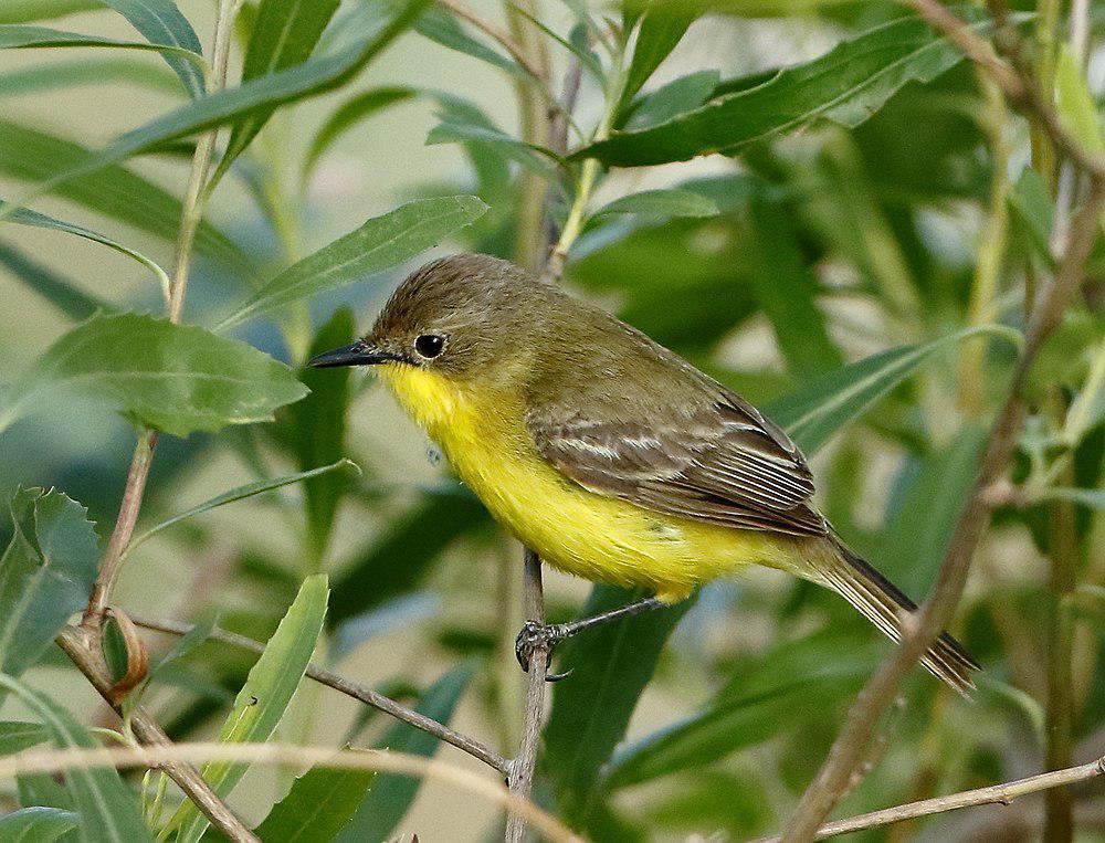 南美多拉霸鹟 / Dinelli\'s Doradito / Pseudocolopteryx dinelliana