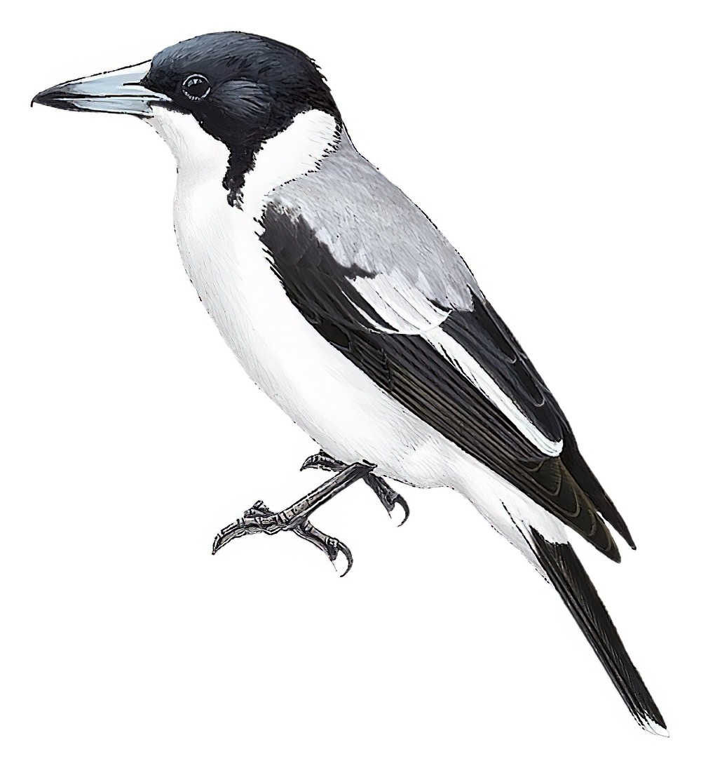银背钟鹊 / Silver-backed Butcherbird / Cracticus argenteus