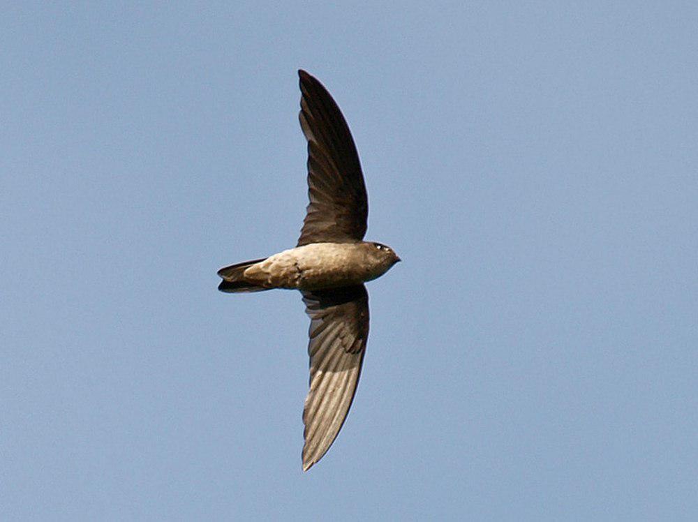 大金丝燕 / Black-nest Swiftlet / Aerodramus maximus