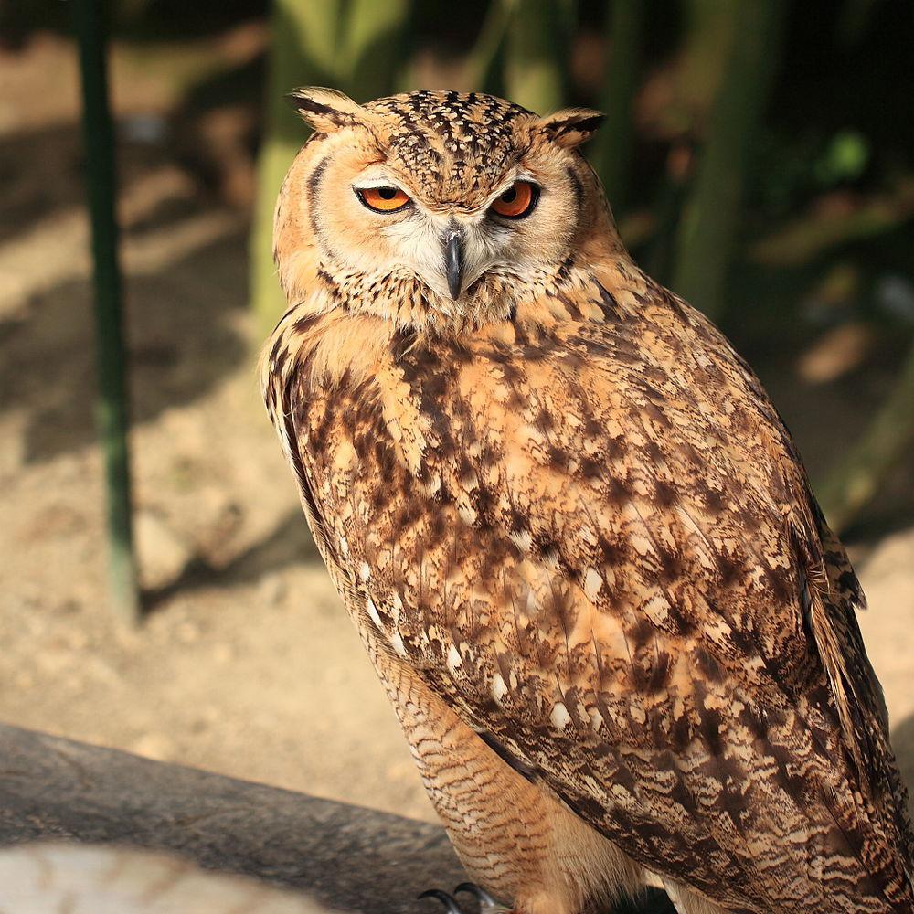 荒漠雕鸮 / Pharaoh Eagle-Owl / Bubo ascalaphus
