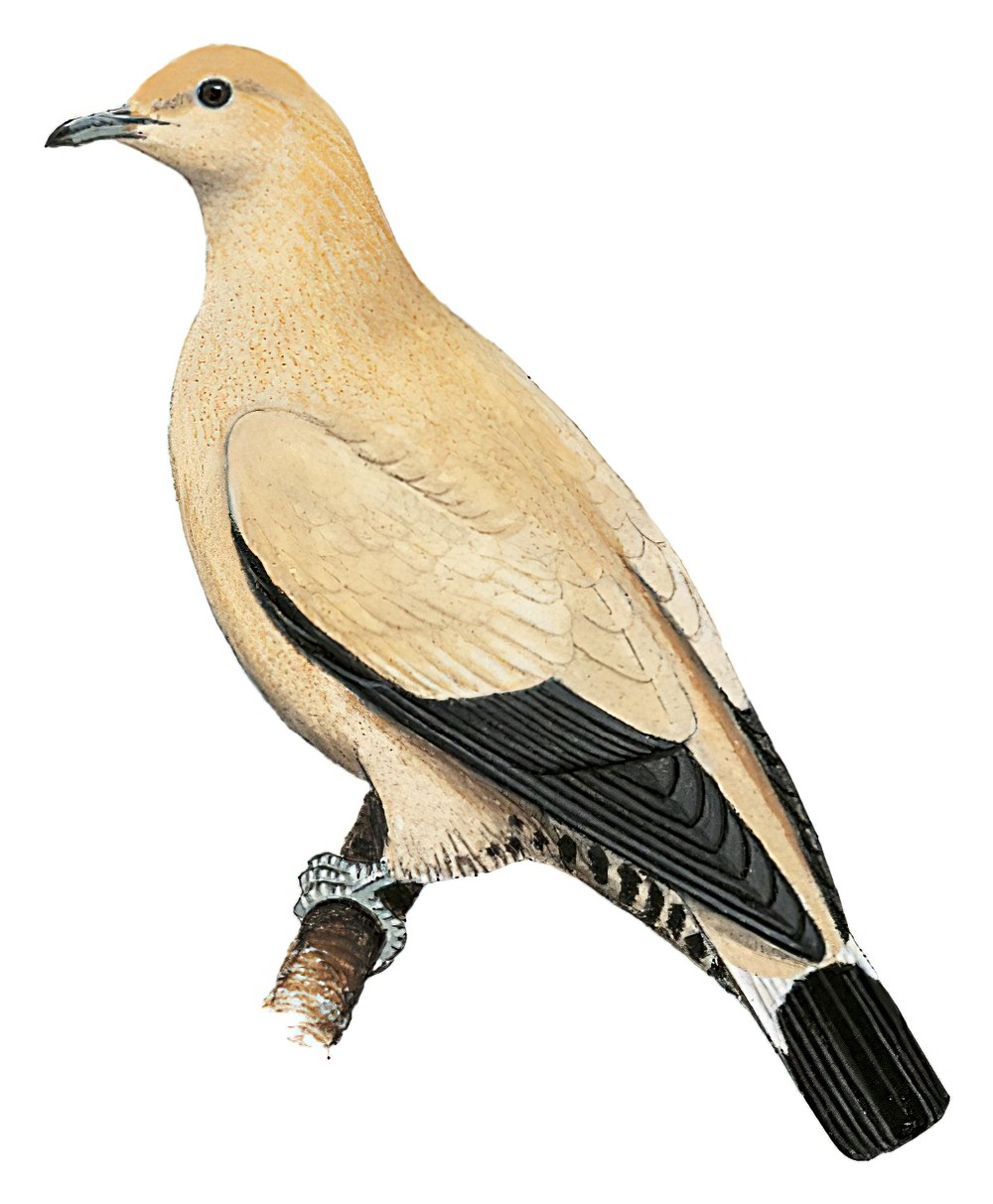 淡黄皇鸠 / Yellowish Imperial Pigeon / Ducula subflavescens