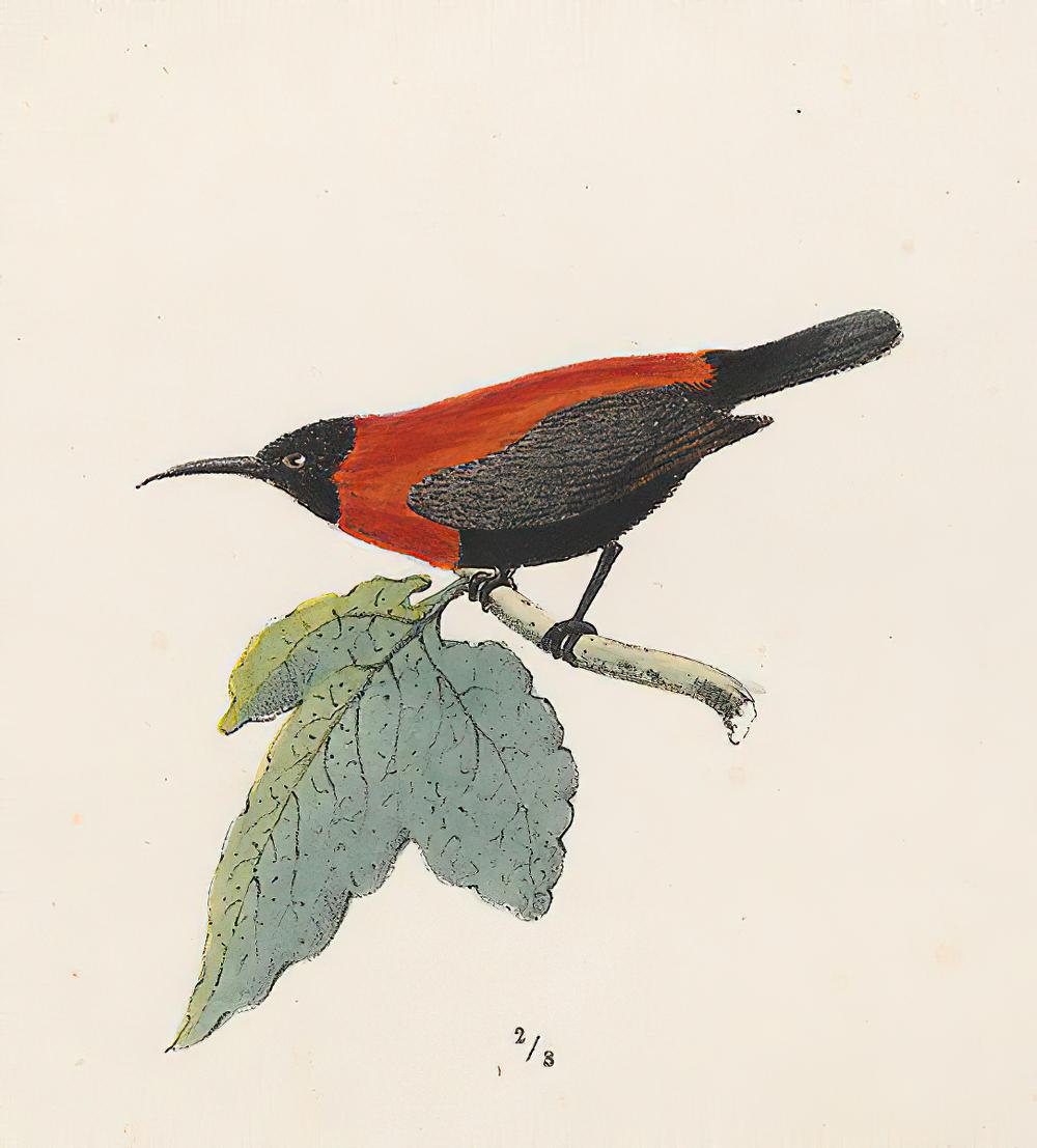 红领摄蜜鸟 / Red-collared Myzomela / Myzomela rosenbergii