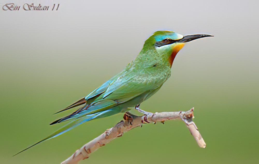 蓝颊蜂虎 / Blue-cheeked Bee-eater / Merops persicus