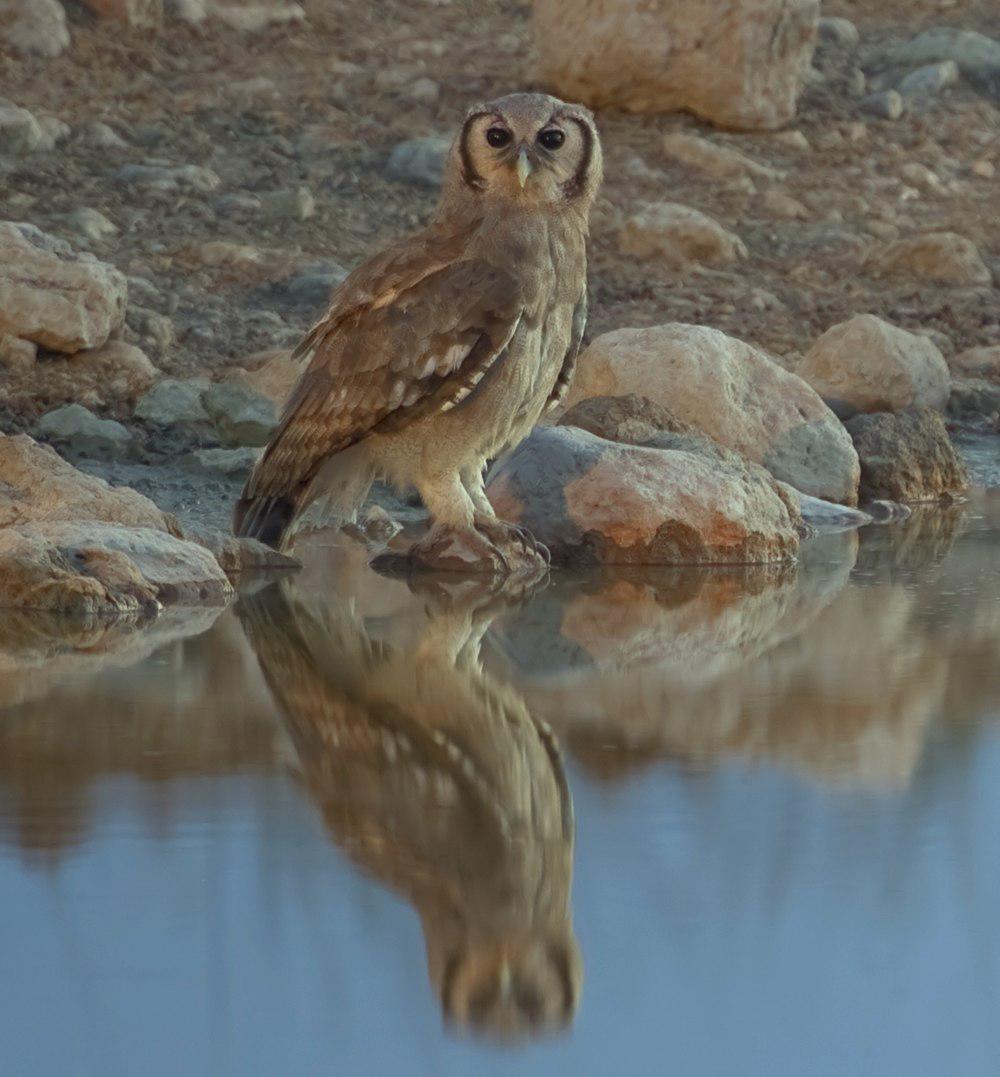 黄雕鸮 / Verreaux\'s Eagle-Owl / Bubo lacteus