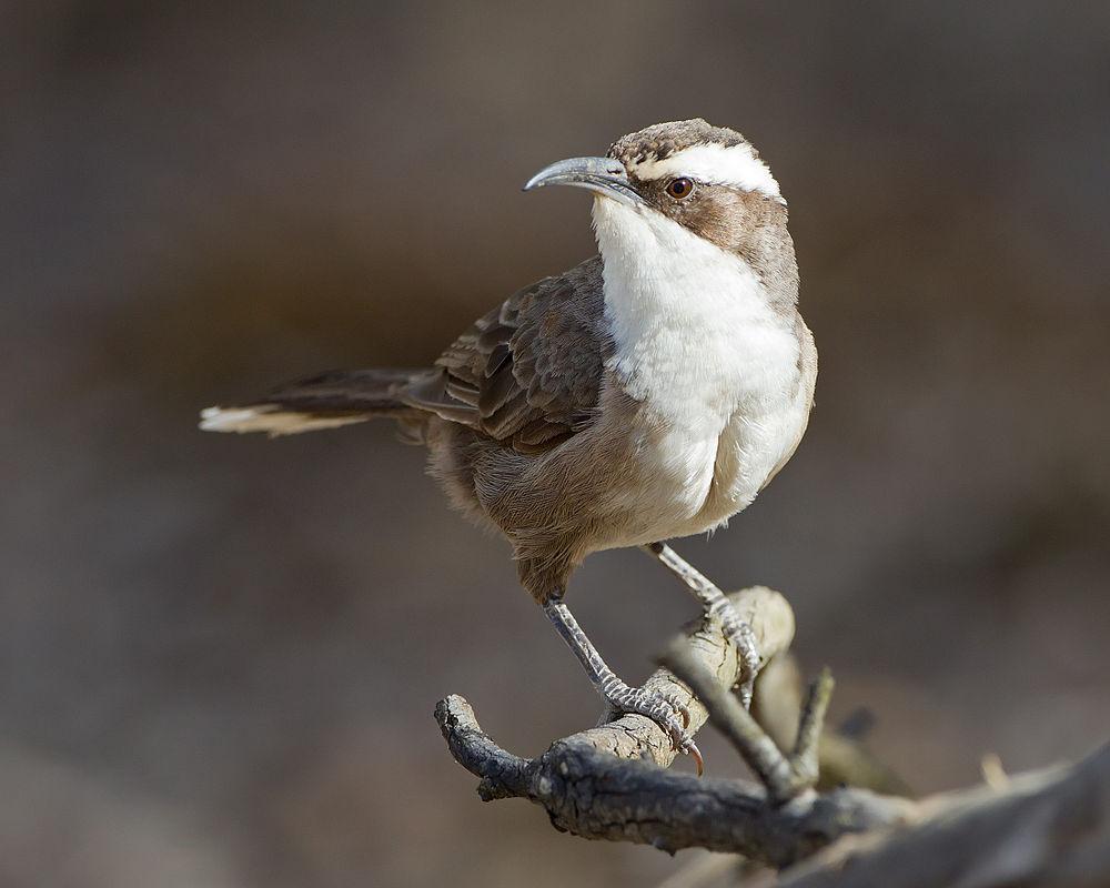 白眉弯嘴鹛 / White-browed Babbler / Pomatostomus superciliosus