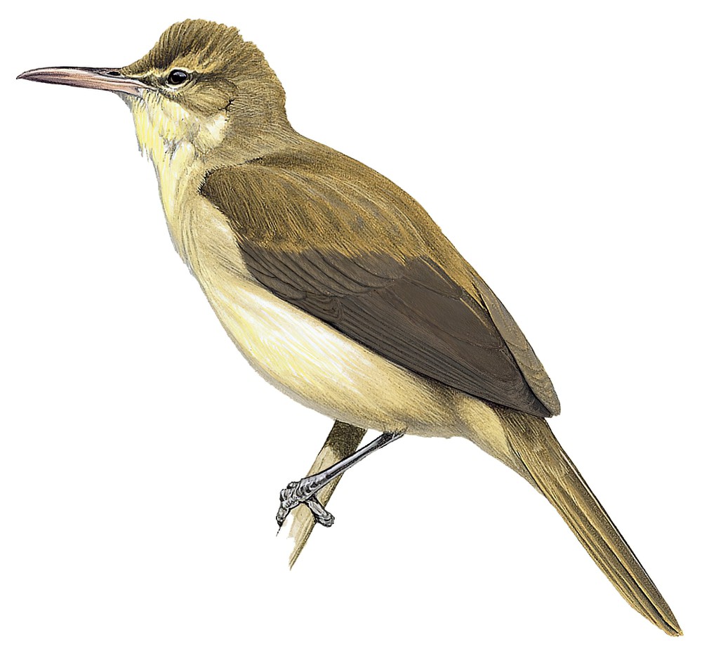 曼岛苇莺 / Mangareva Reed Warbler / Acrocephalus astrolabii