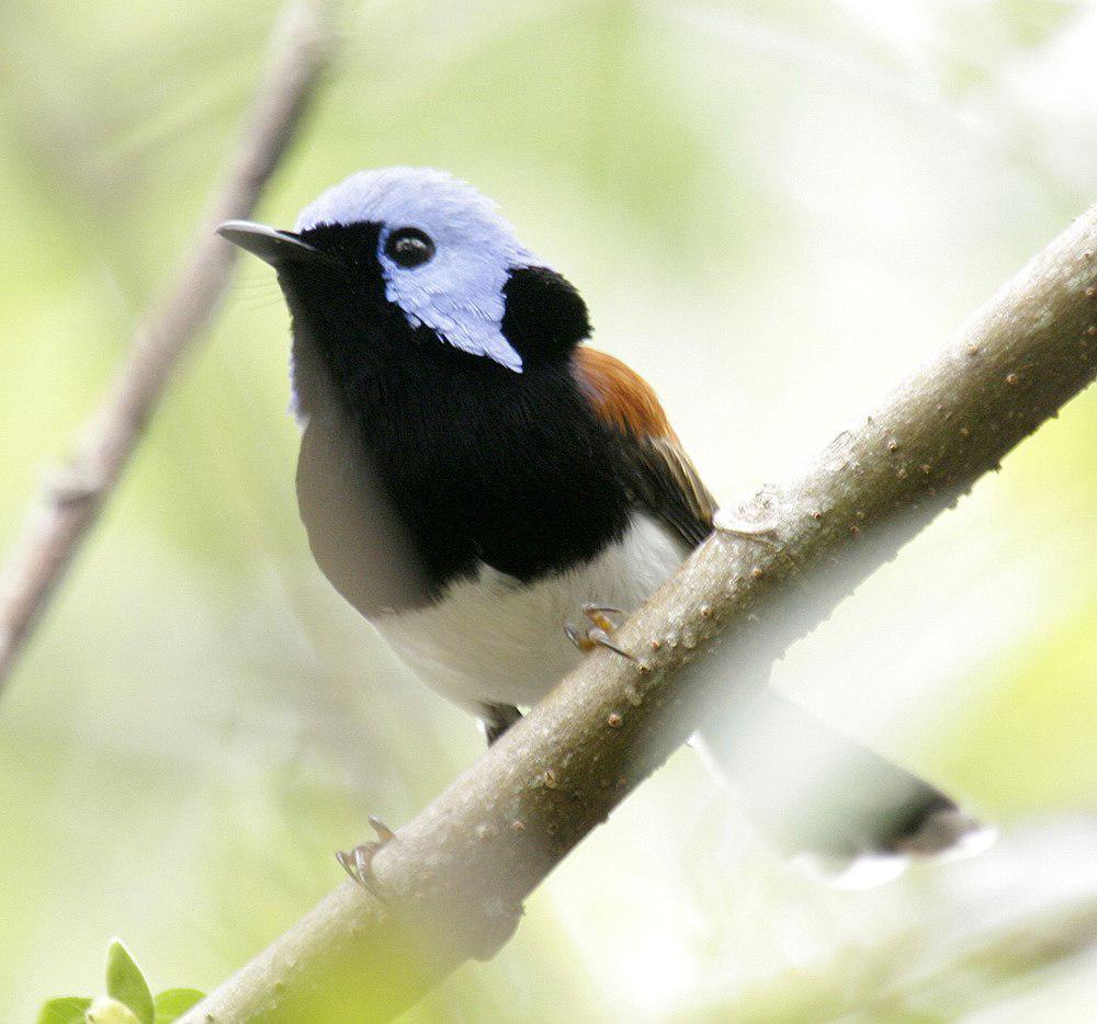 娇美细尾鹩莺 / Lovely Fairywren / Malurus amabilis