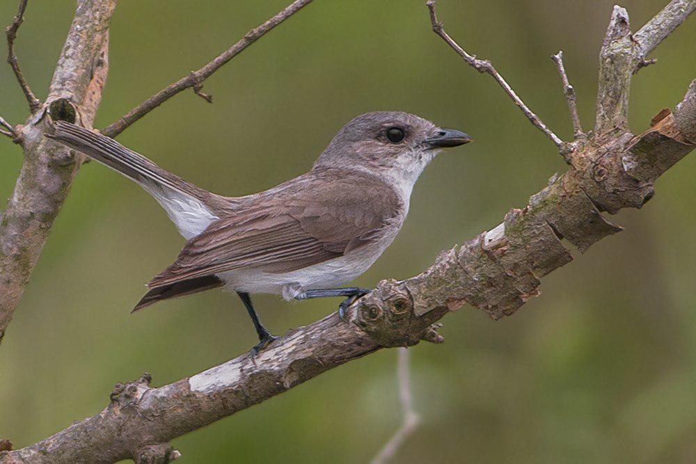 红树啸鹟 / Mangrove Whistler / Pachycephala cinerea