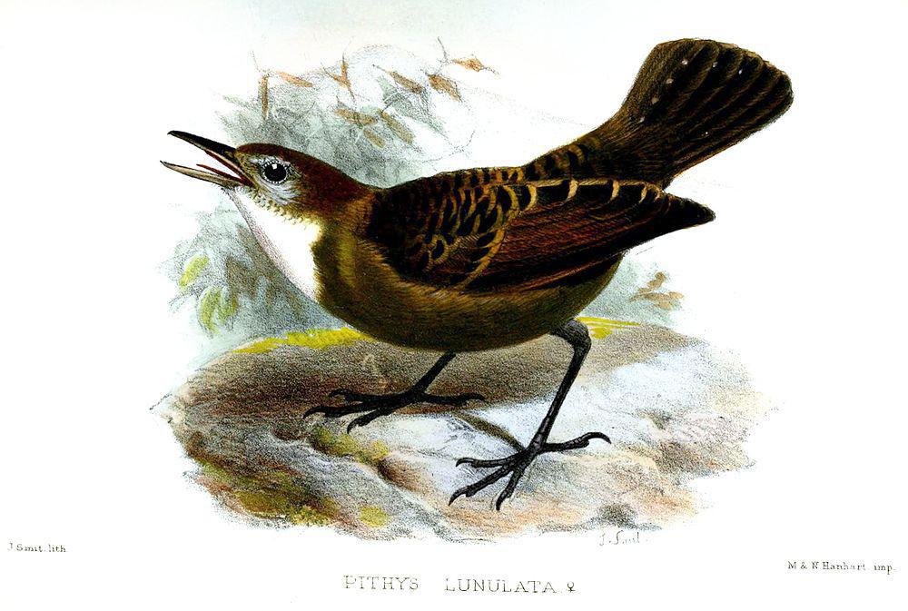 月斑蚁鸟 / Lunulated Antbird / Oneillornis lunulatus