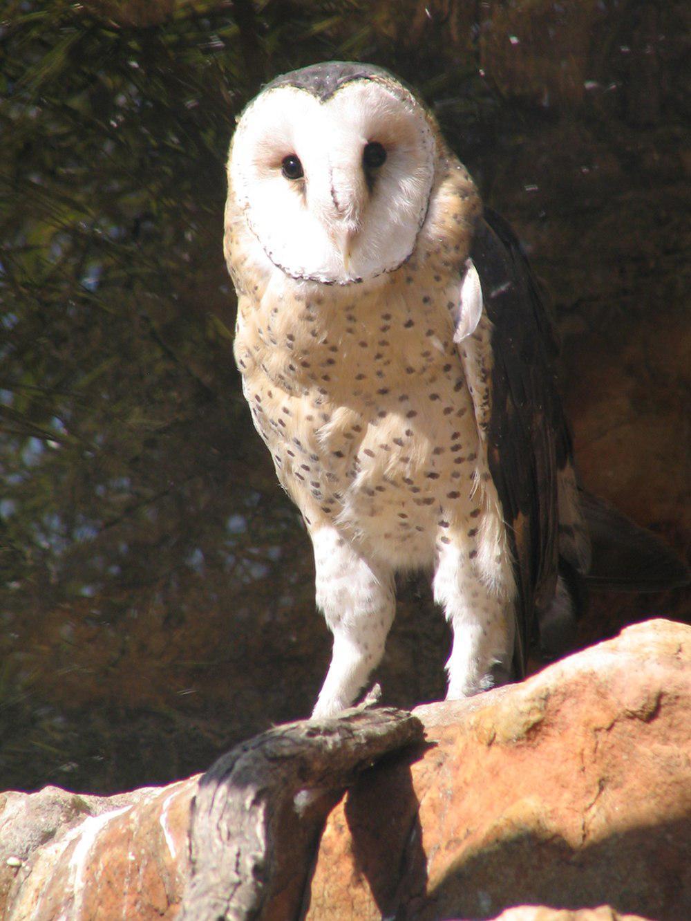 非洲草鸮 / African Grass Owl / Tyto capensis