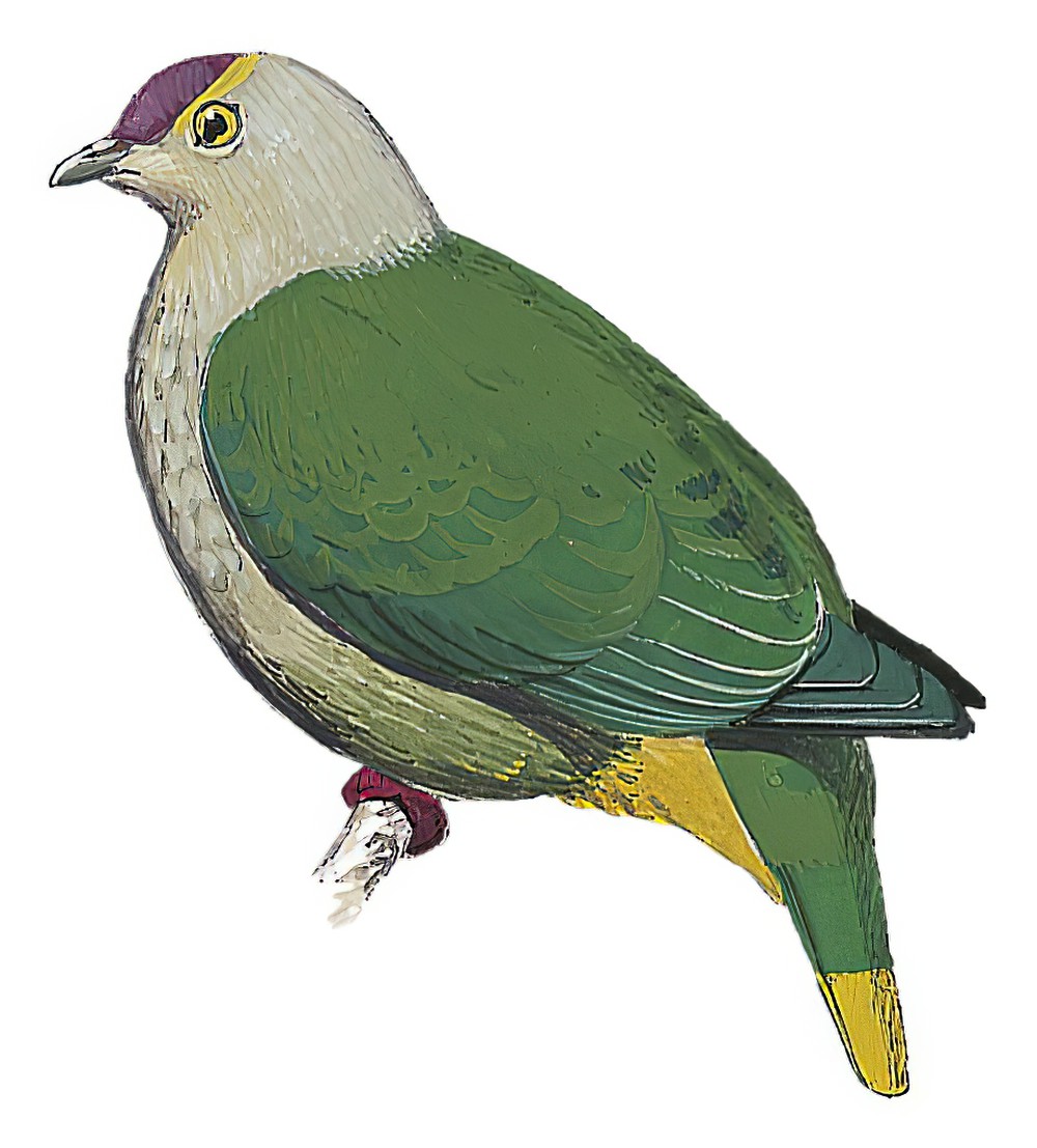 库岛果鸠 / Kosrae Fruit Dove / Ptilinopus hernsheimi