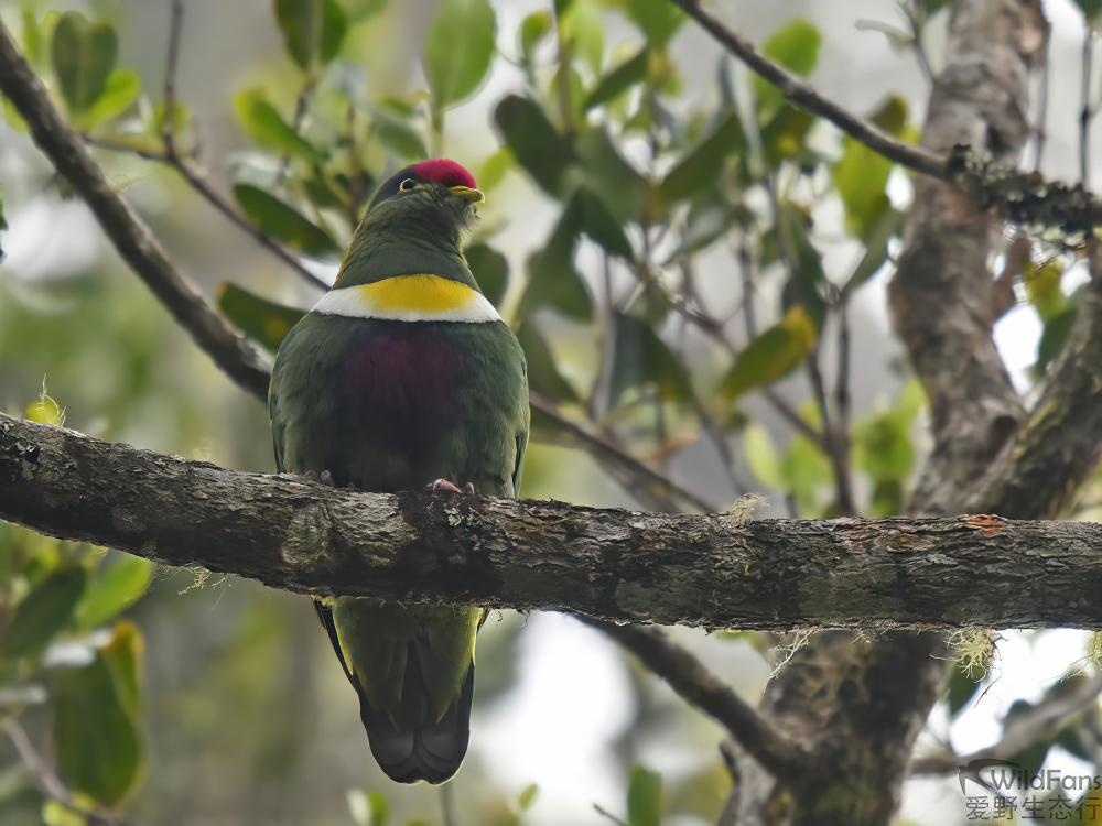 白胸果鸠 / White-bibbed Fruit Dove / Ptilinopus rivoli